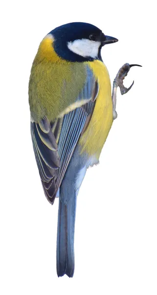 Pájaro — Foto de Stock