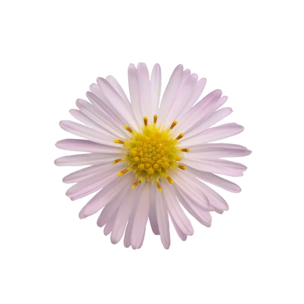 Bloom — Stock Photo, Image