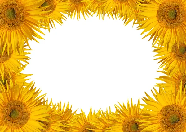 stock image Sunflowers