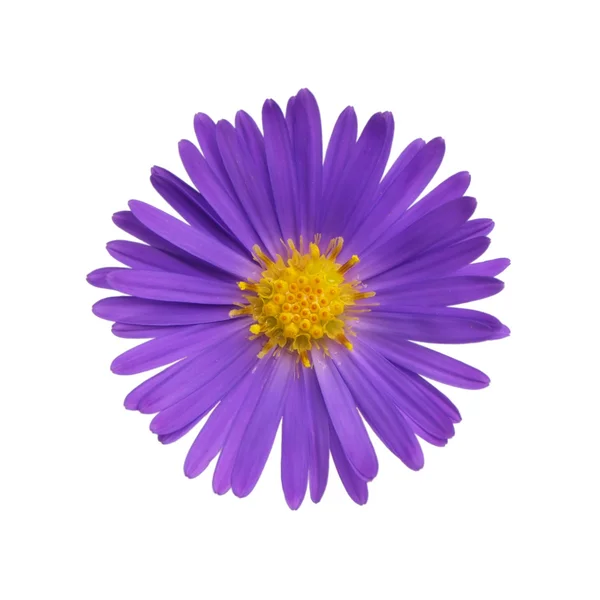Floración — Foto de Stock