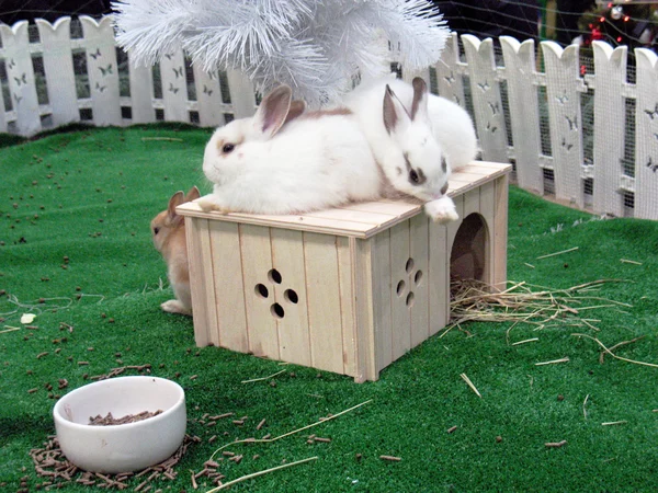 Año Nuevo. Casa de conejo 1 . —  Fotos de Stock