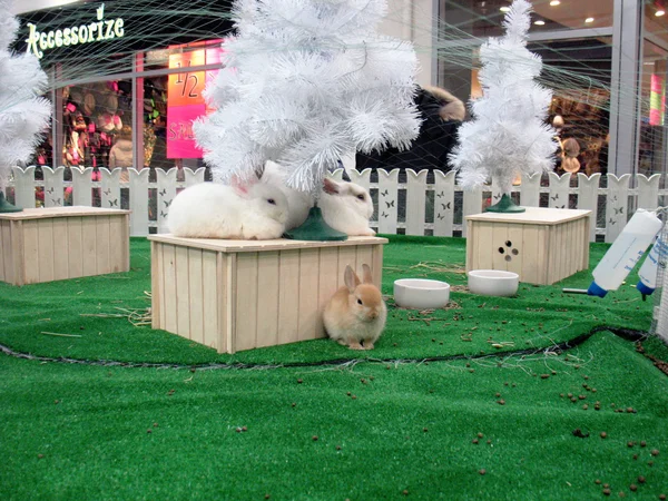 Glada kaniner i nya jear — Stockfoto