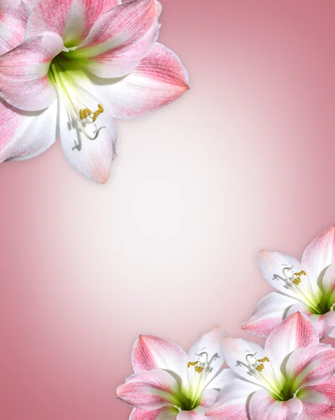 Amarillide fiore rosa Confine — Foto Stock