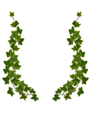Ivy Border element isolated clipart