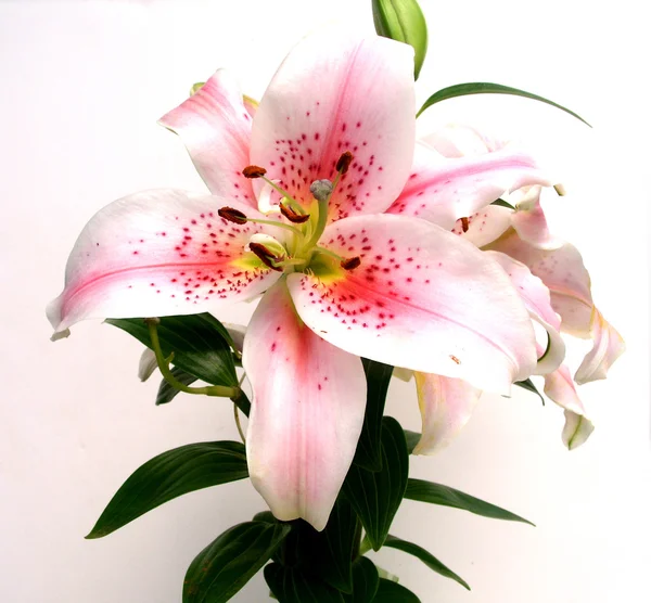 Aziatische lily bloem close-up — Stockfoto