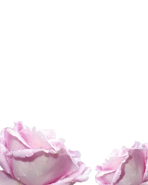Confine con rose lavanda e gocce di pioggia — Foto Stock