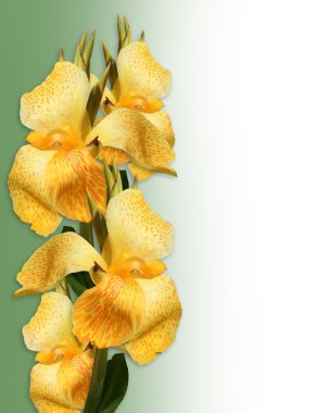 Floral Border yellow Canna lilies clipart