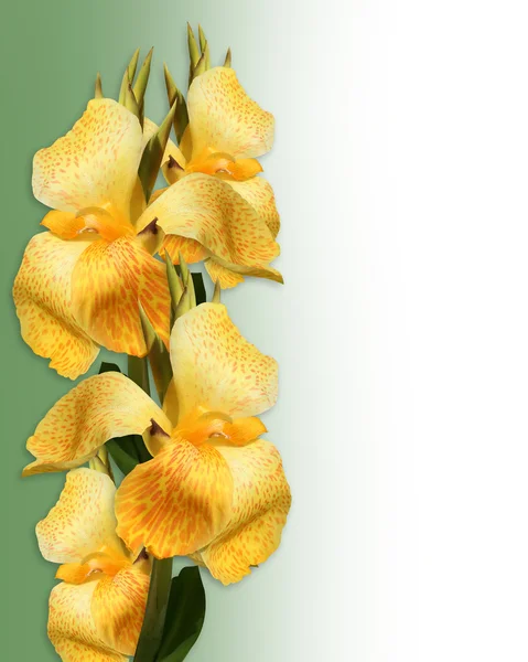 Virágos szegély sárga canna liliomok — Stock Fotó
