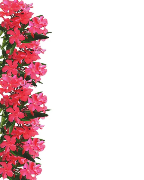 セイヨウキョウチクトウの水彩画の花のひな形 — ストック写真