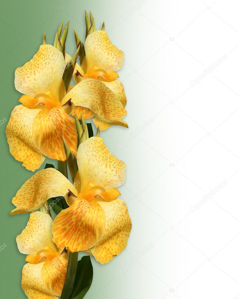 Floral Border yellow Canna lilies