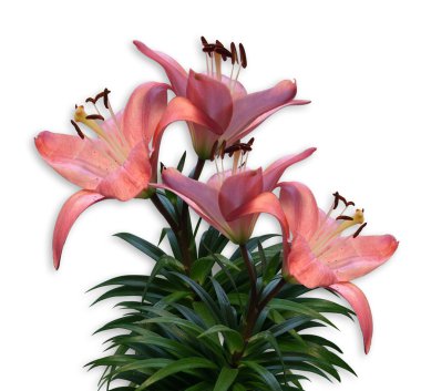 Pink Lilies clipart