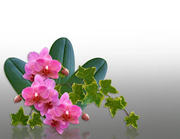 Orchideák és a borostyán design elem — Stock Fotó