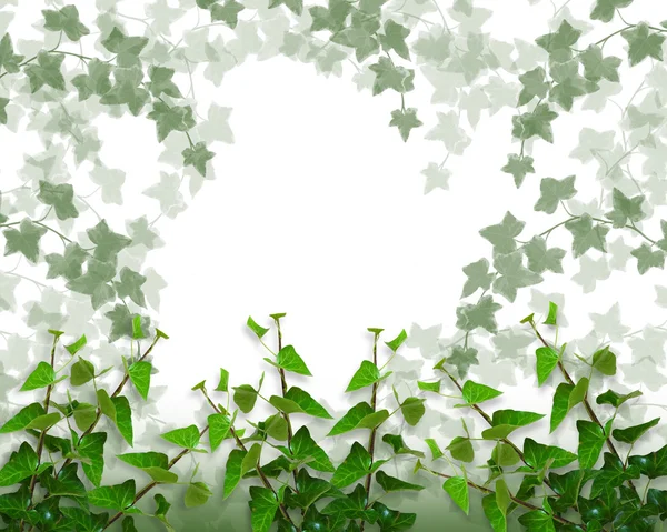 Ivy Frontiera, sfondo o cornice — Foto Stock