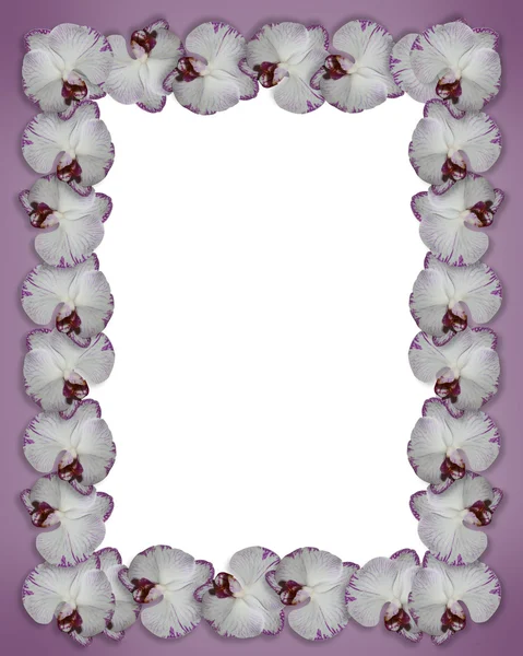 Orquídeas de fronteira florais roxas — Fotografia de Stock
