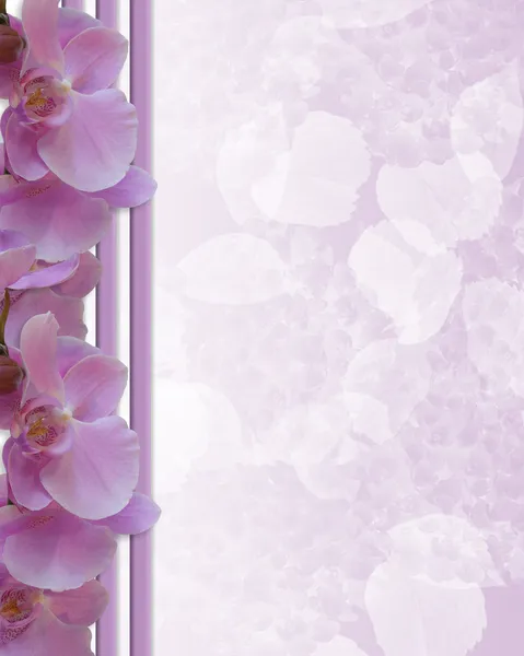 Einfassung Lavendelorchideen — Stockfoto