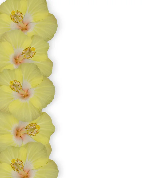 Confine floreale con ibisco — Foto Stock