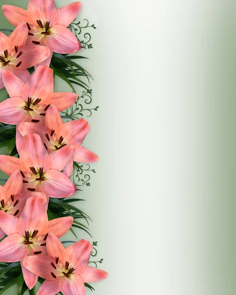 Квіткові кордону рожеві лілії — стокове фото