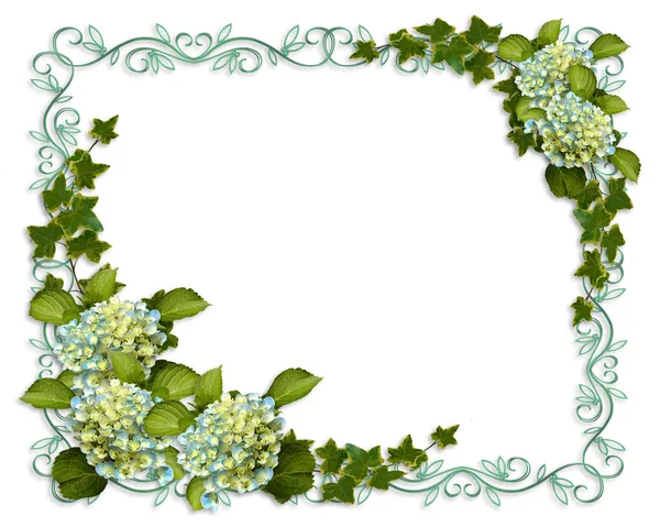 Murgröna och hydrangea blommor gränsen invitati — Stockfoto
