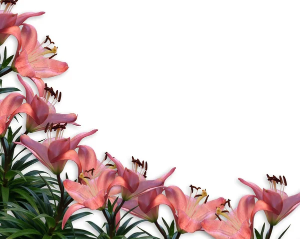 花のボーダー招待ピンクのユリ — ストック写真