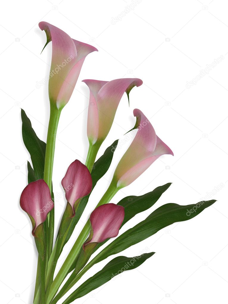 Calla Lilies on white Background