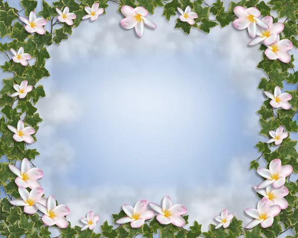 Ivy ve plumeria çiçek sınır — Stok fotoğraf