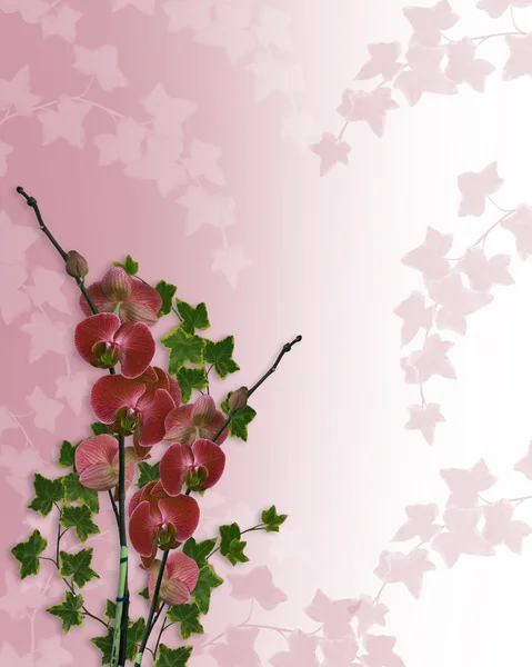 난초 꽃 테두리 새틴 웨딩 — 스톡 사진