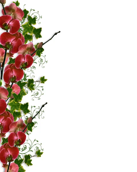 蘭の花とアイビー花柄ボーダー — ストック写真