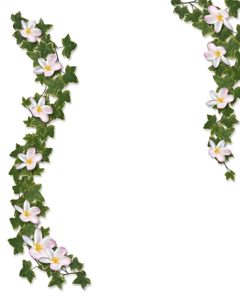 Borostyán és a plumeria virágos határ — Stock Fotó