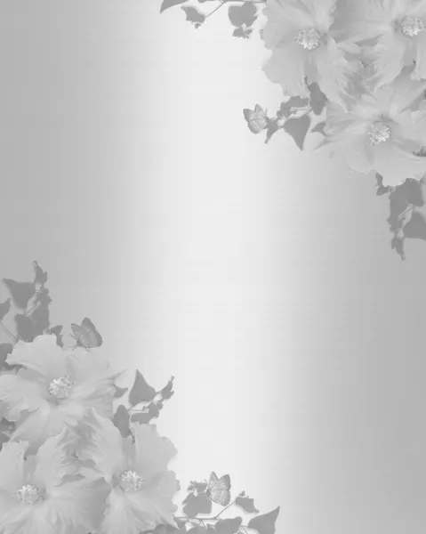 Bianco Hibiscus invito sfondo — Foto Stock