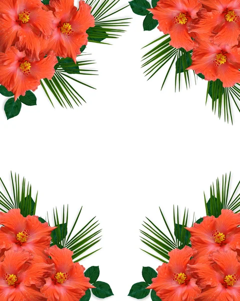 Hibiskus tropische Blumen Grenze — Stockfoto
