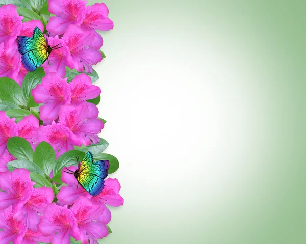 Florale Azaleen Einladungsgrenze — Stockfoto