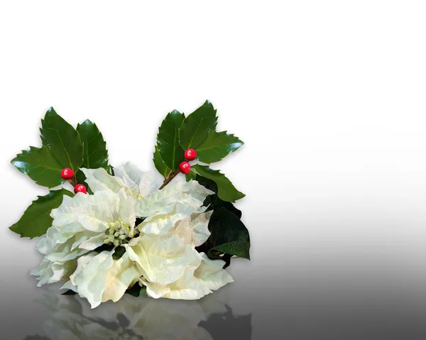 Karácsonyi magyal- és fehér Mikulásvirág — Stock Fotó