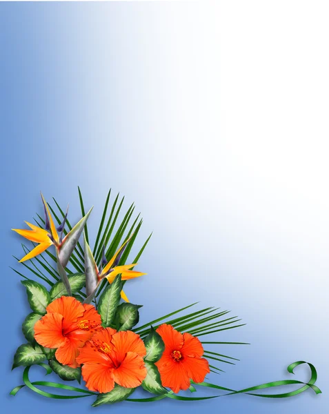 熱帯のハイビスカスの花のボーダー — ストック写真