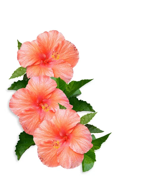 Hibiscus peach Flowers white background — Stock Photo, Image