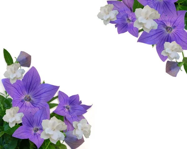 紫の花のボーダーの白いガーデニアス — ストック写真