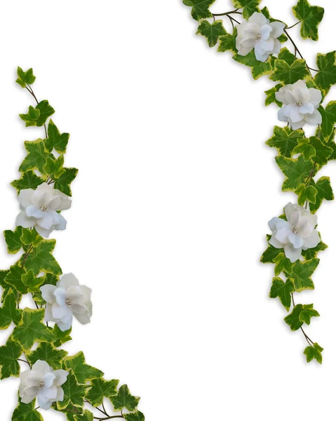 Blommig gränsen murgröna och Gardenia — Stockfoto