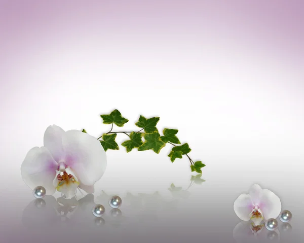 Floraler Rand Orchideen und Perlen — Stockfoto