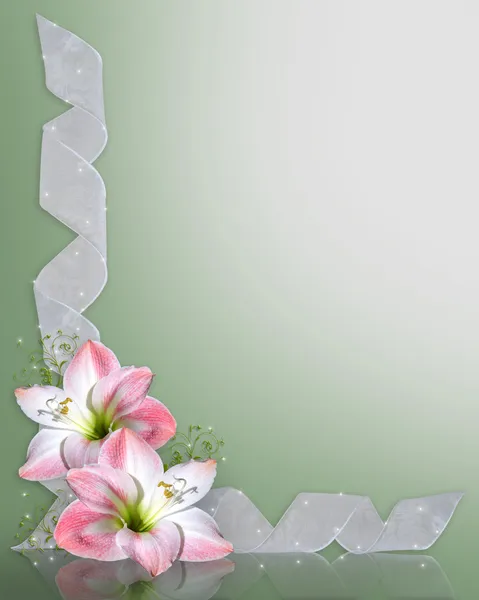 A Amaryllis rózsaszín virág határ — Stock Fotó