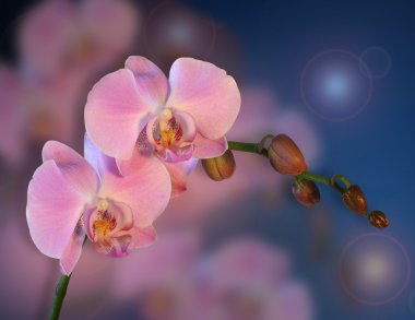 Orchids Floral background clipart