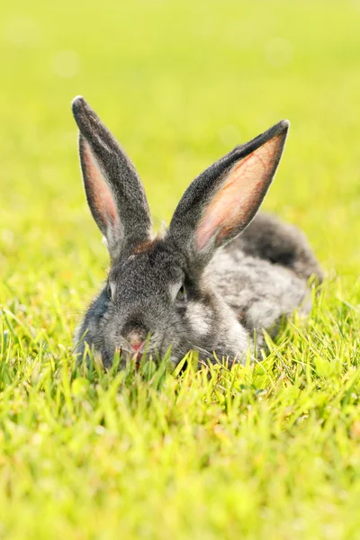 Rabbit — Stock Photo, Image