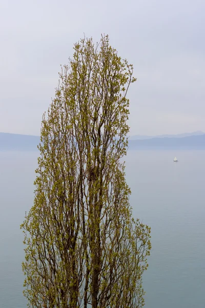 Drzewo w pobliżu jeziora ohrid — Zdjęcie stockowe