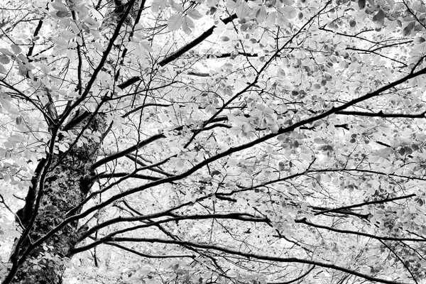 Soyut Ağaç — Stok fotoğraf
