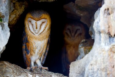 Couple of barn owls clipart