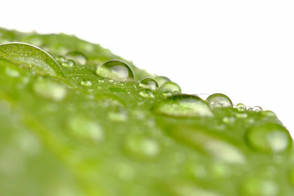 Stock image Water drops on a leaf