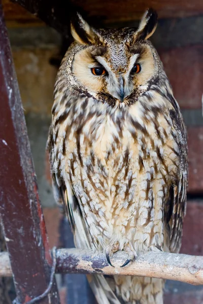 stock image Owl
