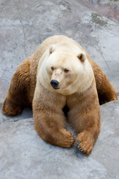 Αρκούδα — Φωτογραφία Αρχείου