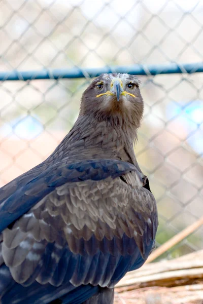 stock image Falcon