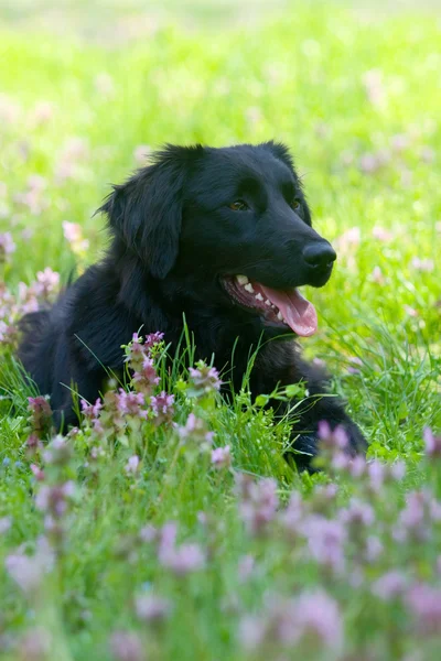 Golden retriever, siyah