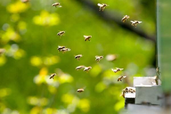 Bees working