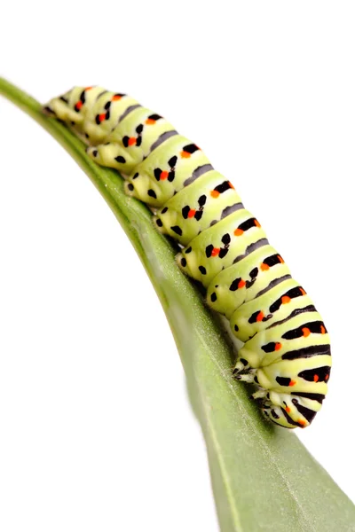 stock image Green caterpillar of swallowtail
